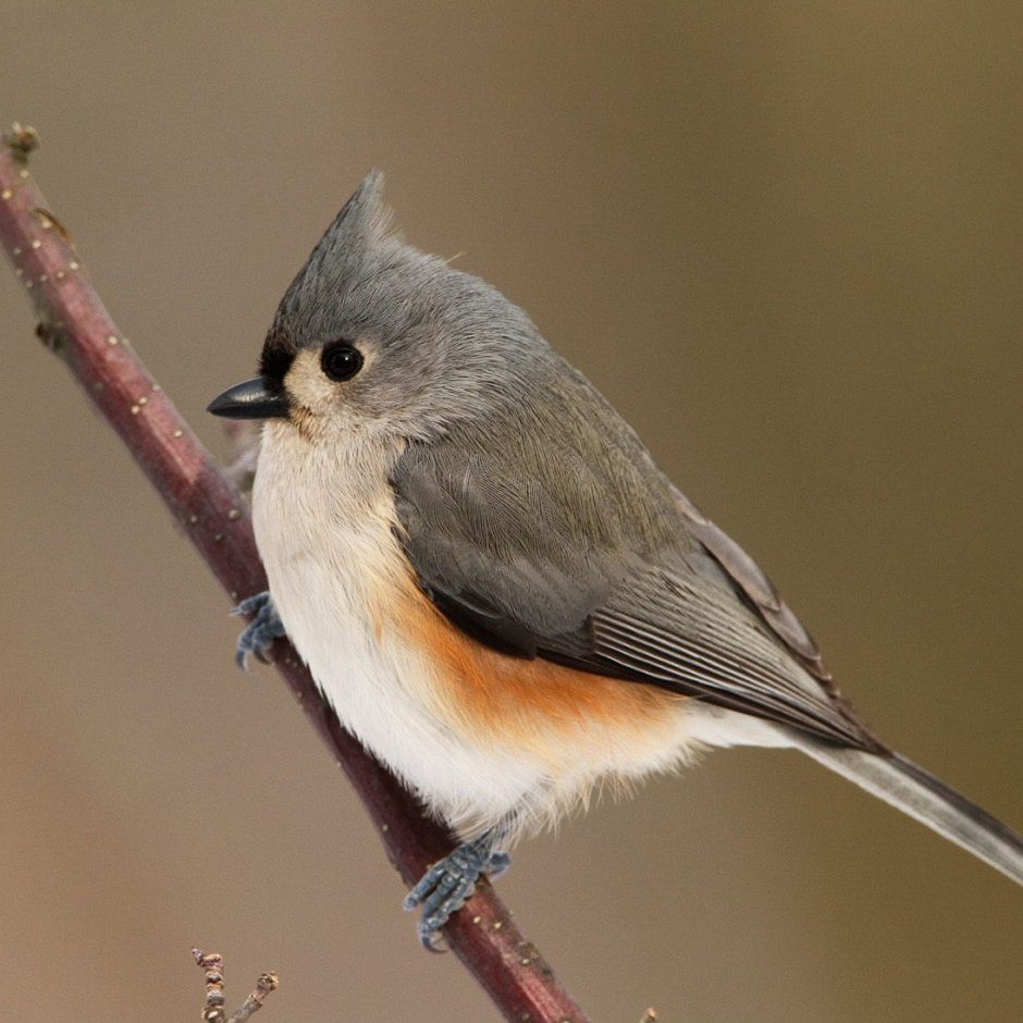 Птицы картинки