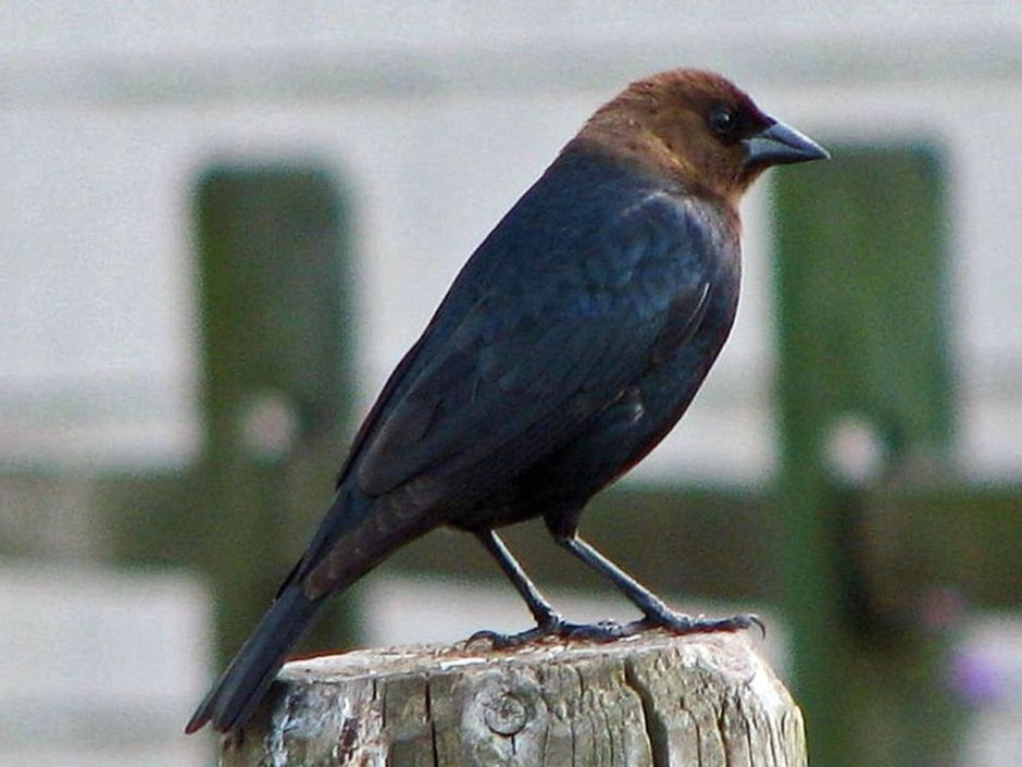 Cowbird птица