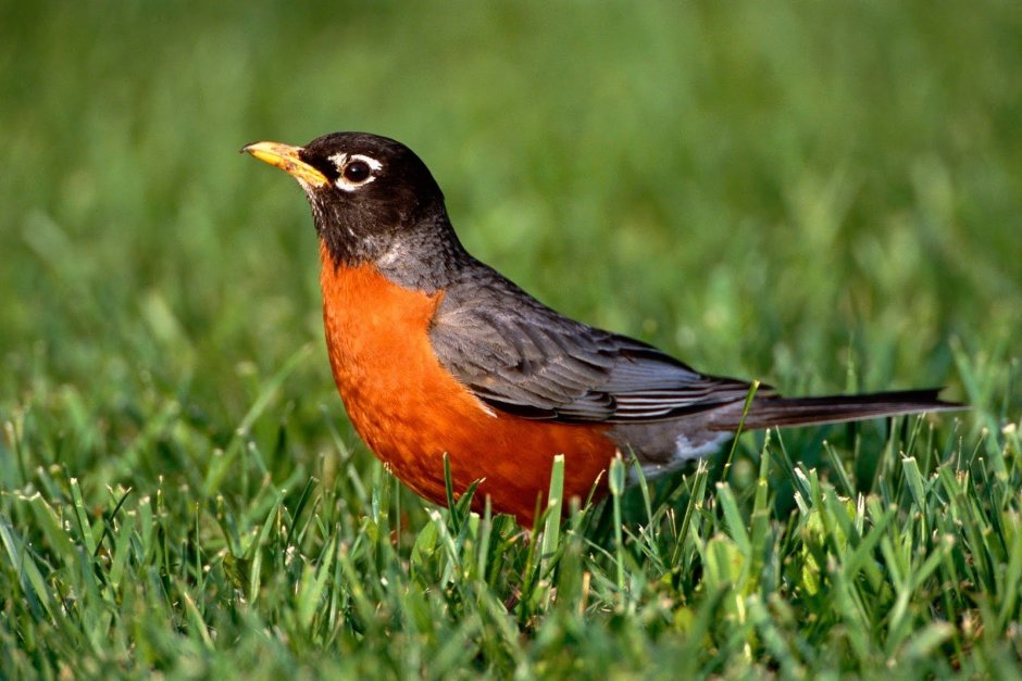 Красногрудый Дрозд