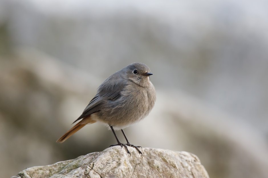 Серая горихвостка