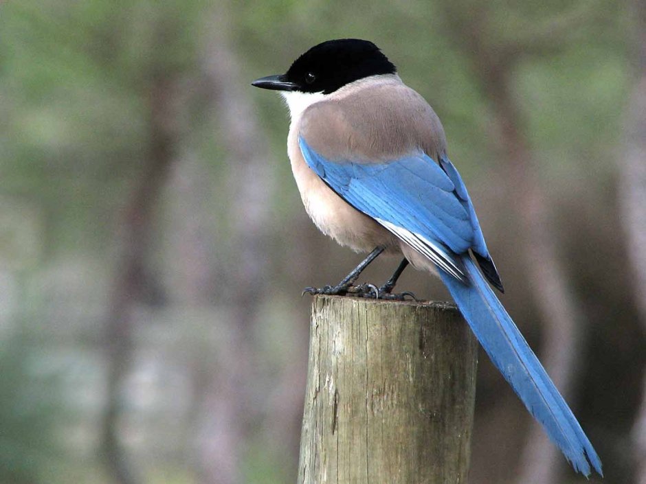 Сорока голубая Уссурийская