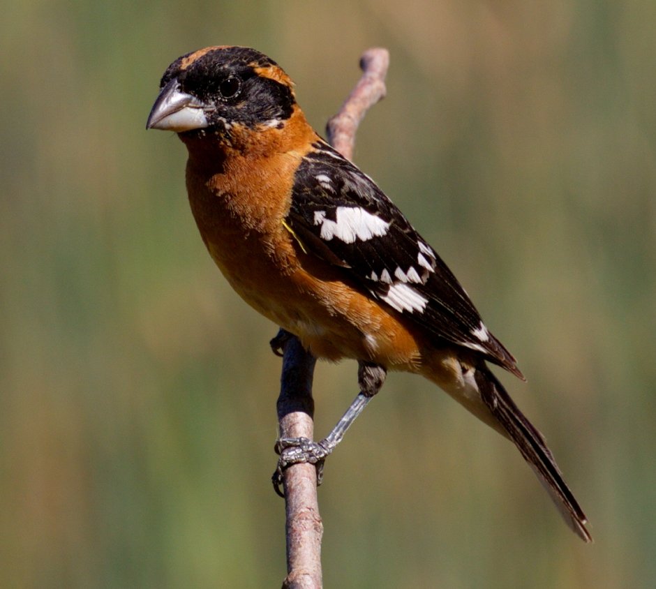 Коричневая птица с черными крыльями