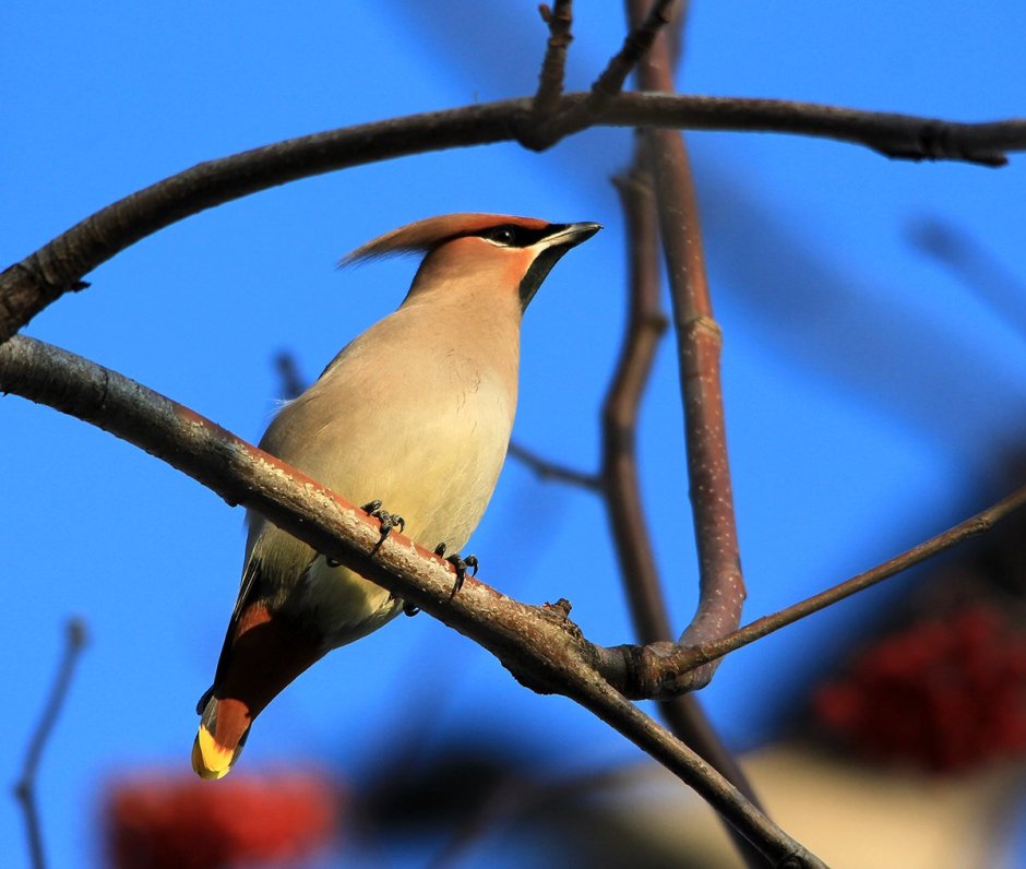 Птица с хохолком в Ленинградской