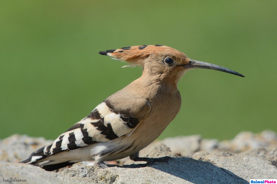 Удод болотный