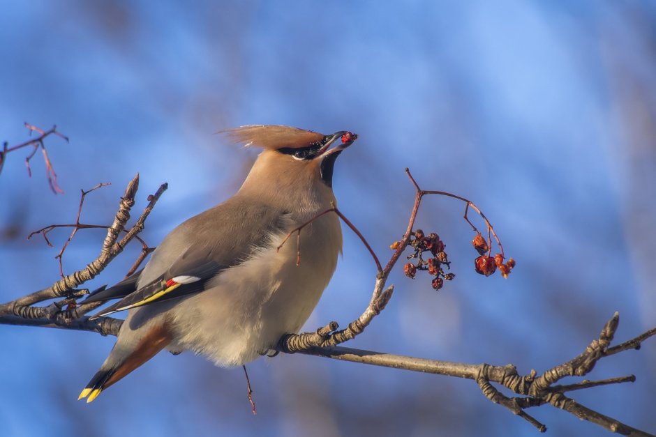 Хохлатая свиристель