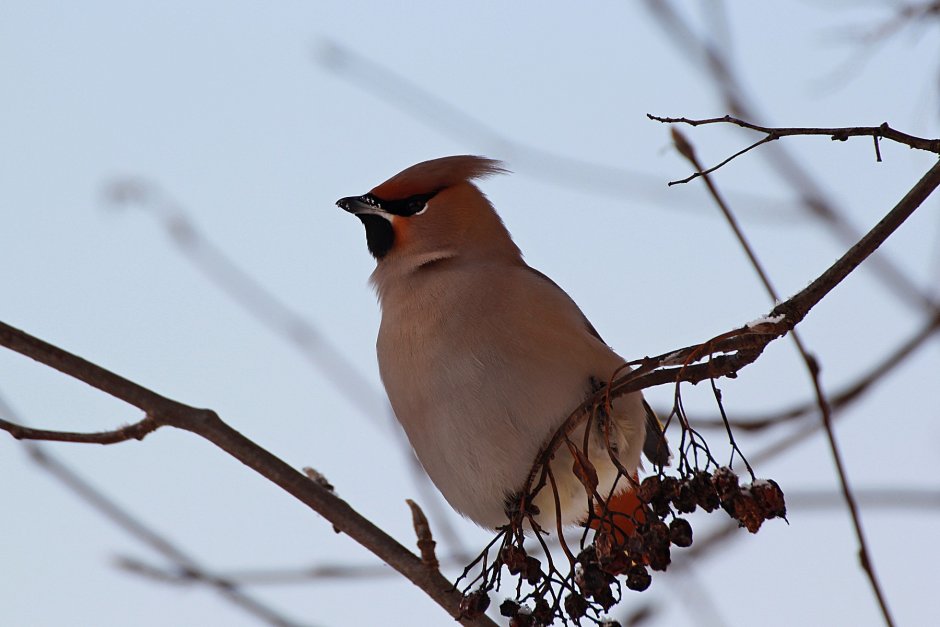 Хохлатая свиристель