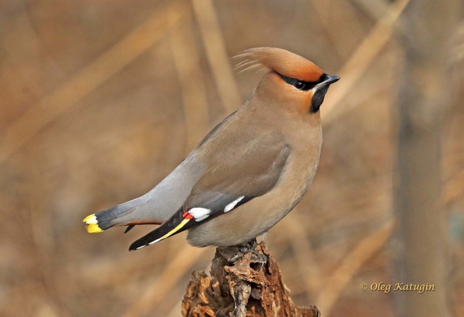 Свиристель обыкновенный самка