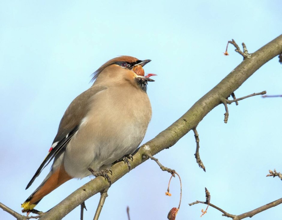 Свиристель без хохолка