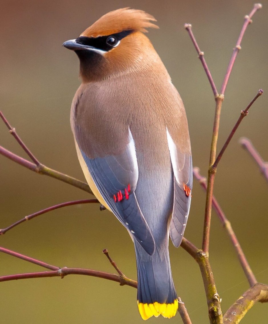 Хохлатая свиристель