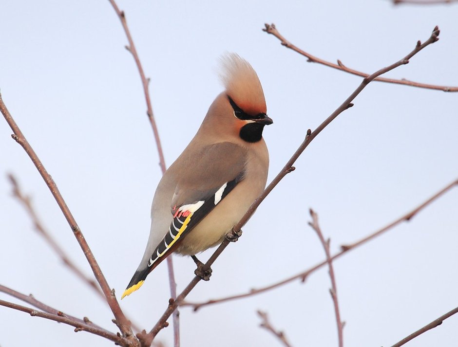 Свиристель обыкновенный ‒ Bombycilla garrulus (l., 1758)