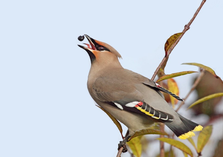 Свиристель семейства воробьиных птица