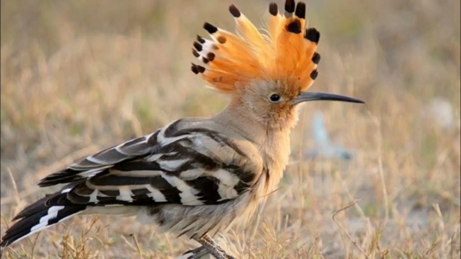 Удод Крымский