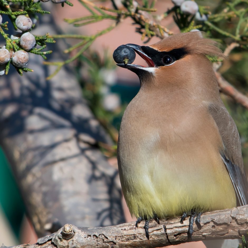 Серая птичка с хохолком Сибирь