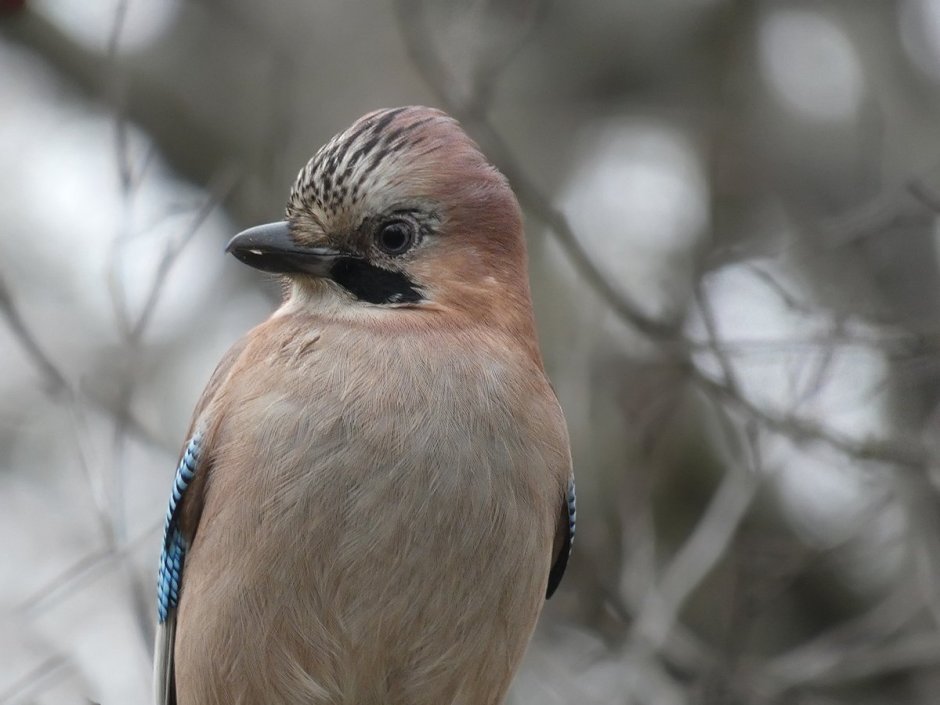 Птица Сойка с хохолком