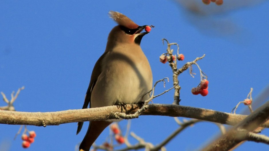 Птица с хохолком в Подмосковье фото