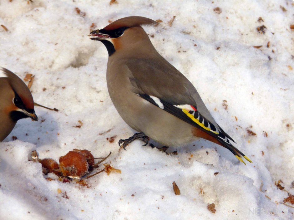 Свиристели, поползни