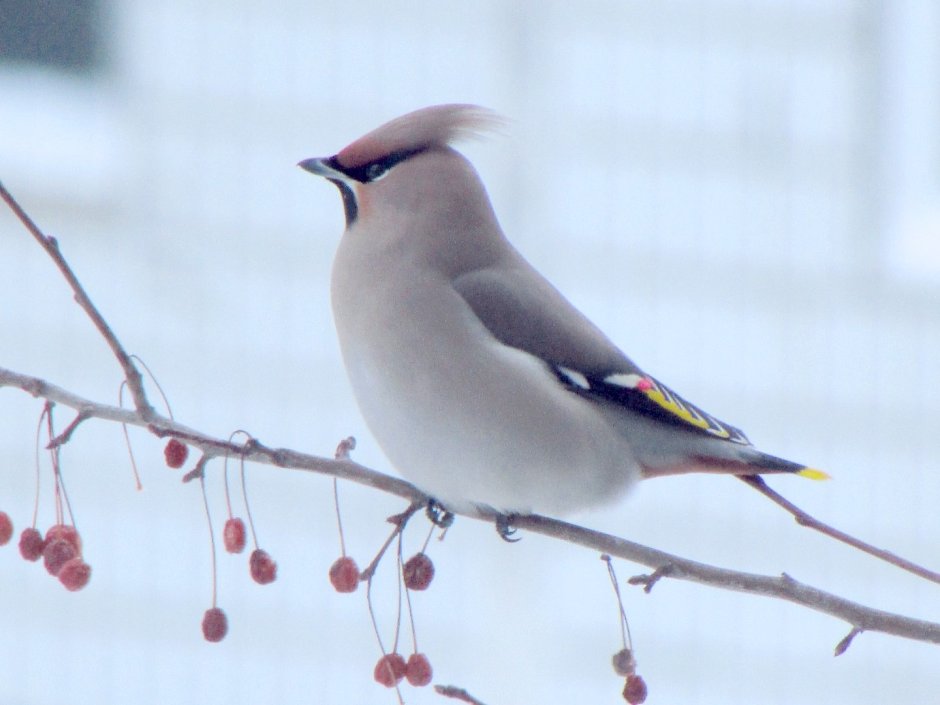 Свиристель зимующая птица