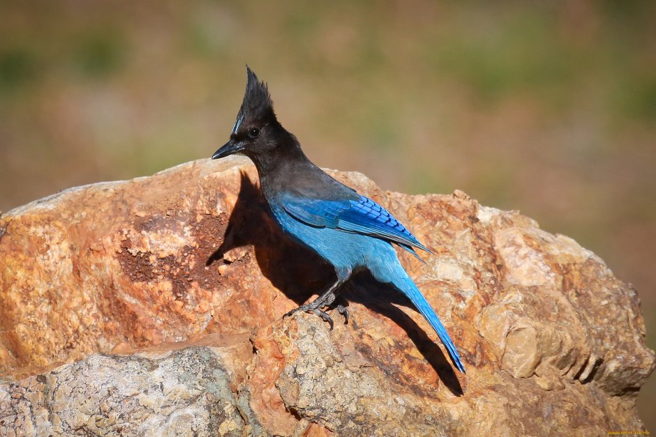 Черногорлая Сорочья Сойка