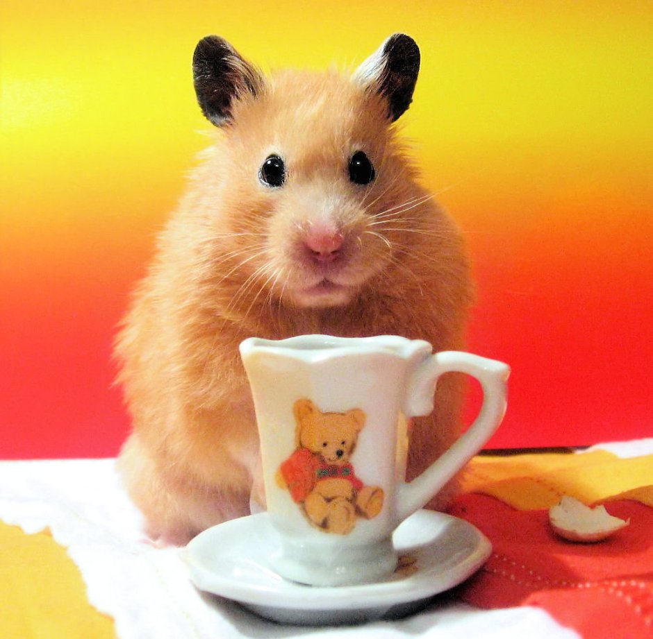 Хосок смешной