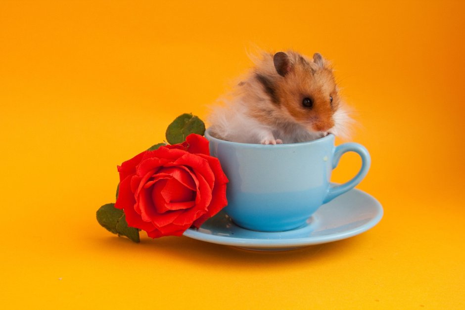 Чашка хомяк