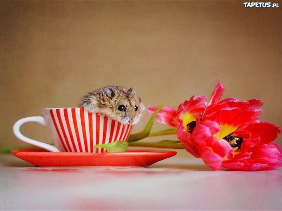 С добрым утром хомячок