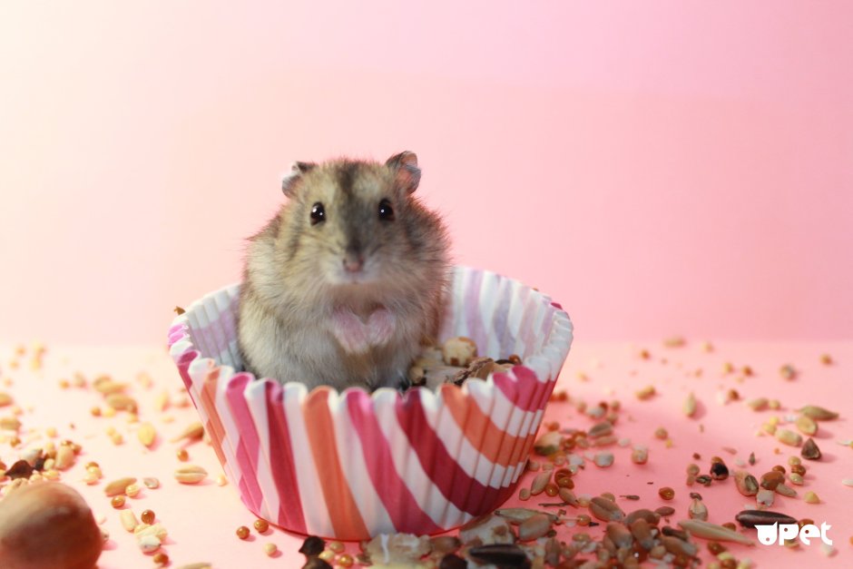 Новогодний хомячок