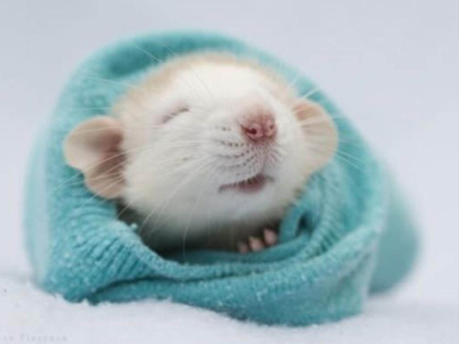 Мышка проснулась