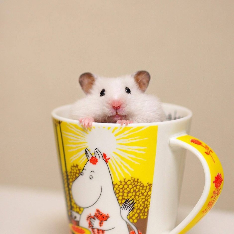 Доброе утро хомячок