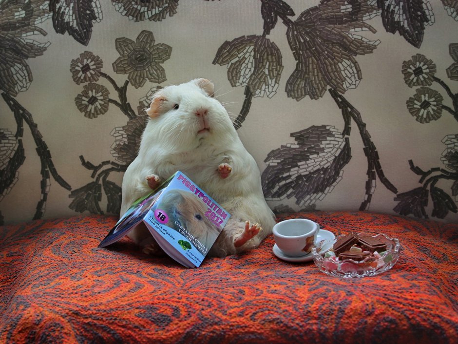 Доброе утро морская Свинка