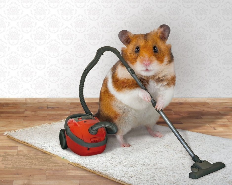 Хомяки приколы