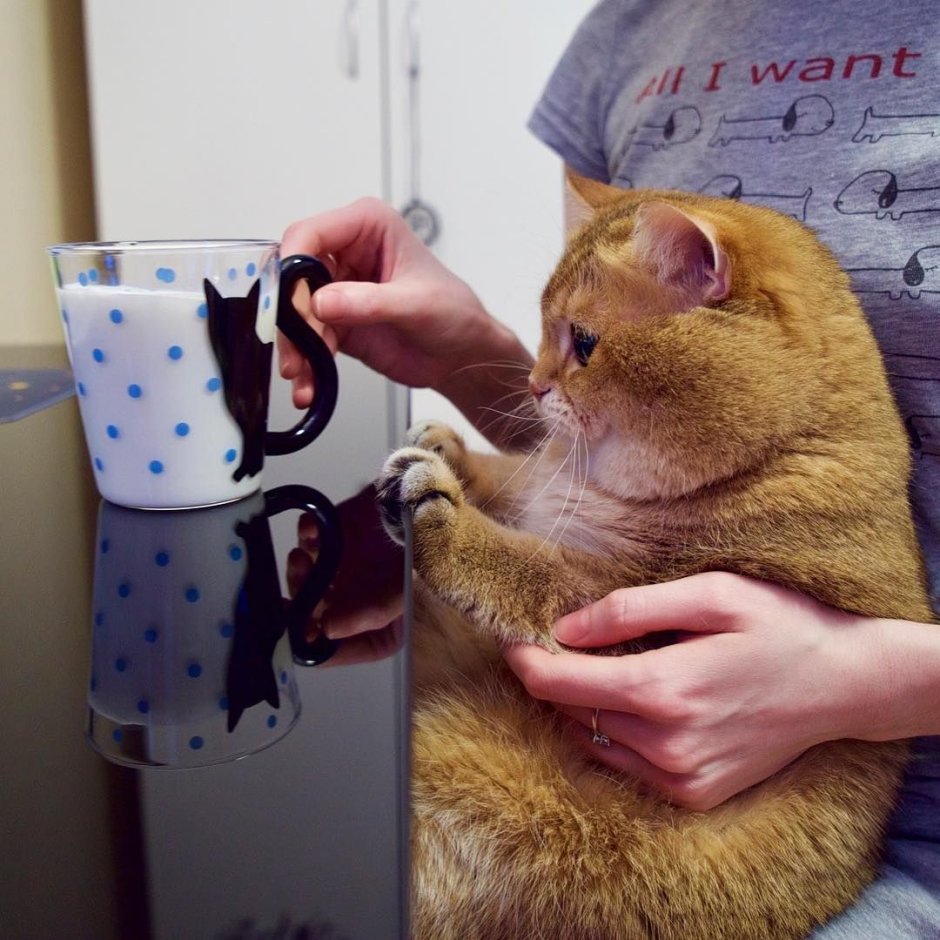 Хомяк и кот доброе утро