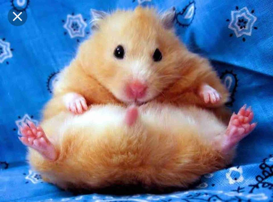 Смешные хомяки
