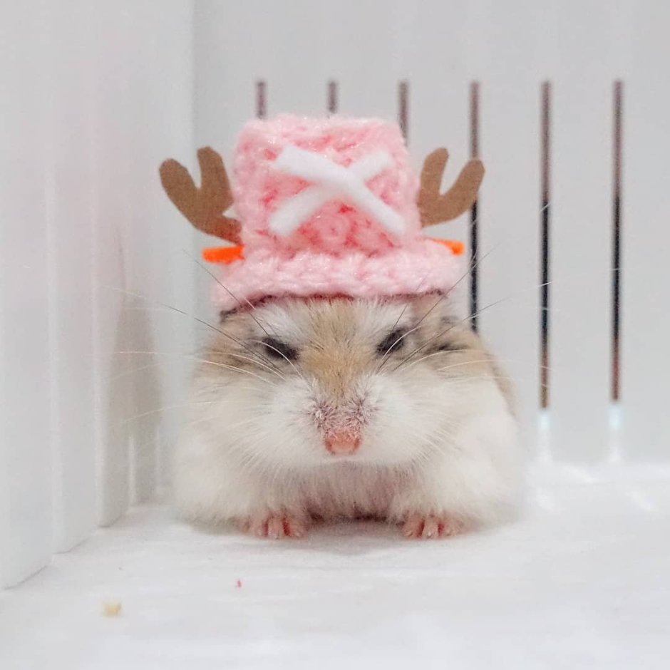 Хомяк Эстетика