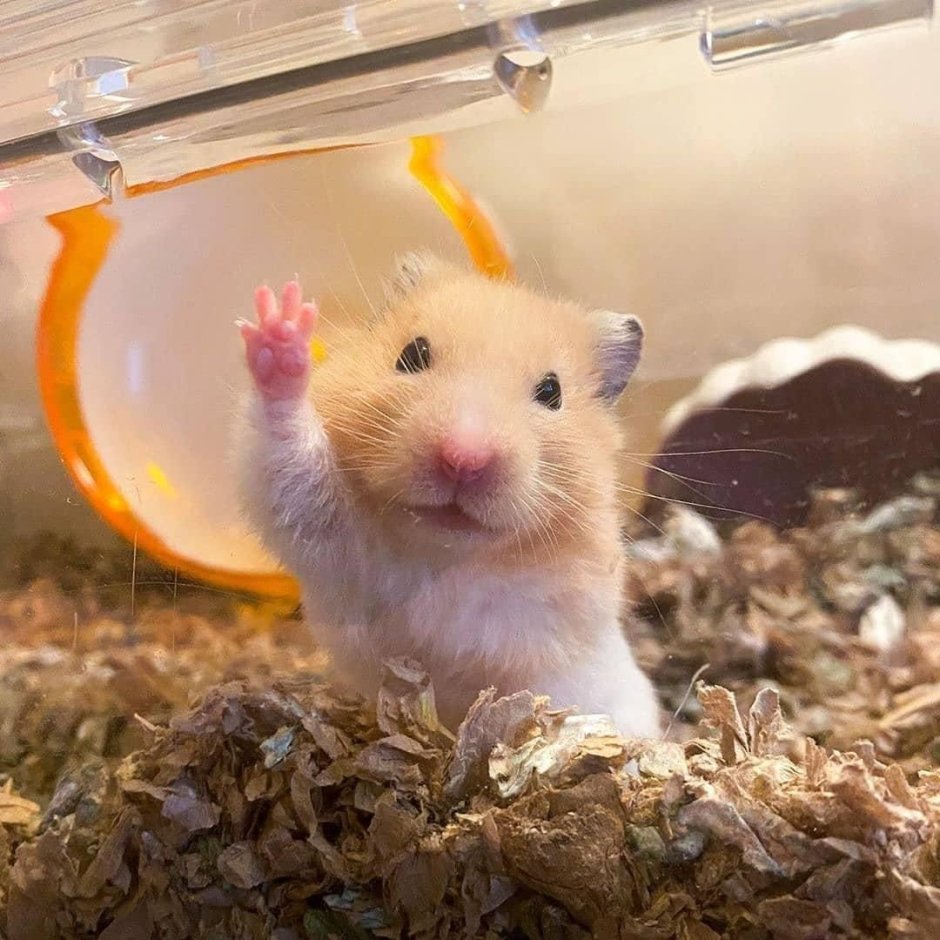 Обои смешные хомяки