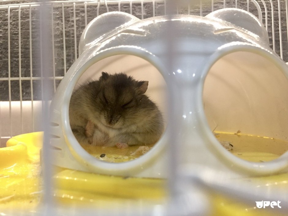 Доброе утро от хомячка