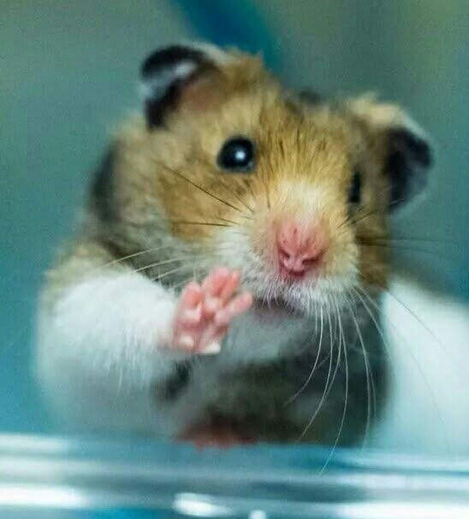 Доброе утро хомячок картинки