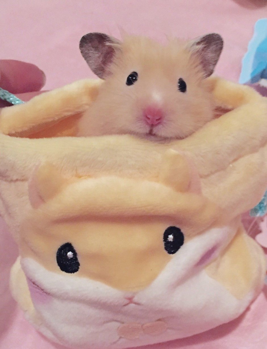 Утро хомячка