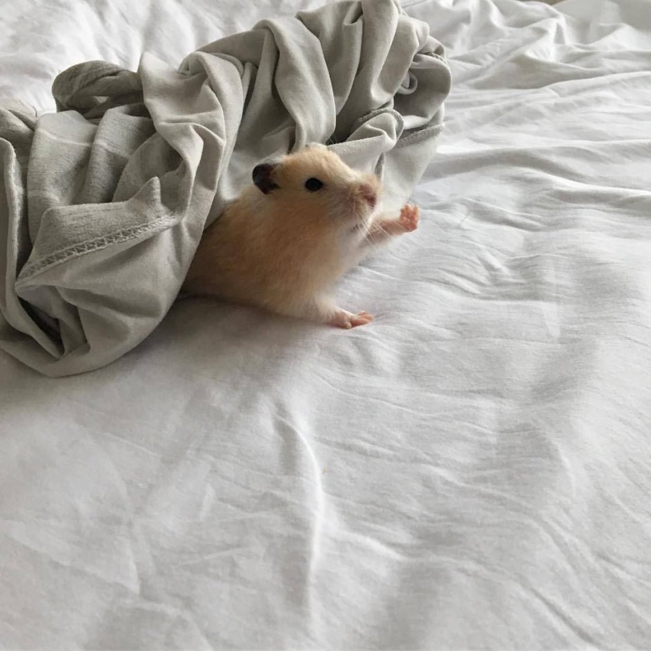 Сонный хомяк