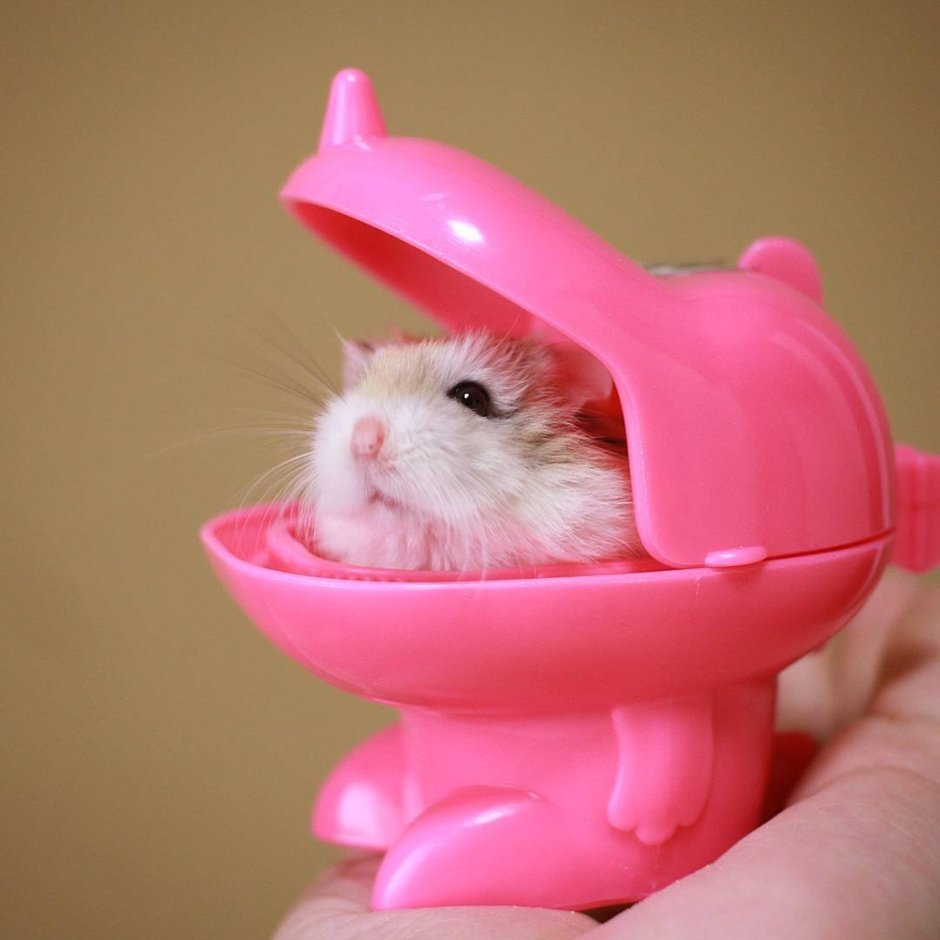 Фотосессия хомяка