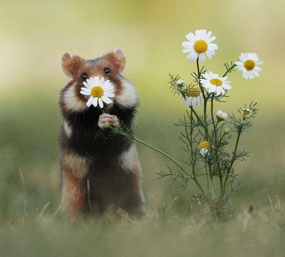 Милый хомячок с ромашкой