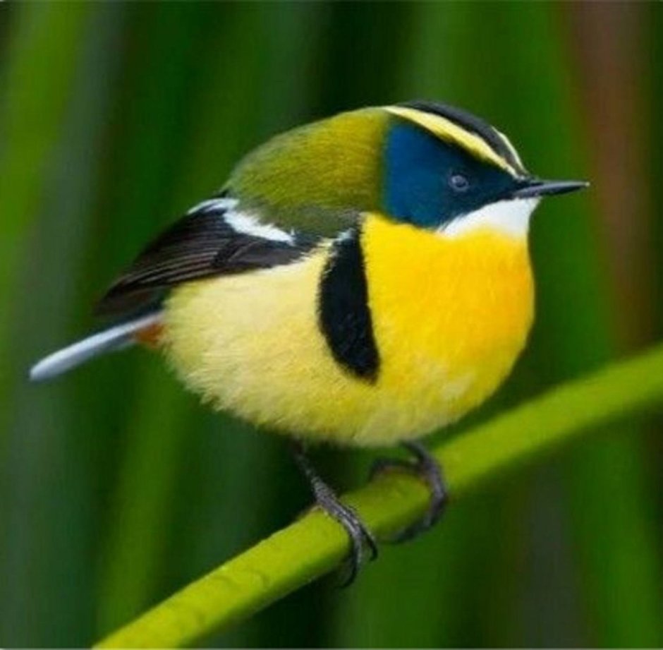 Птица с желтой спинкой