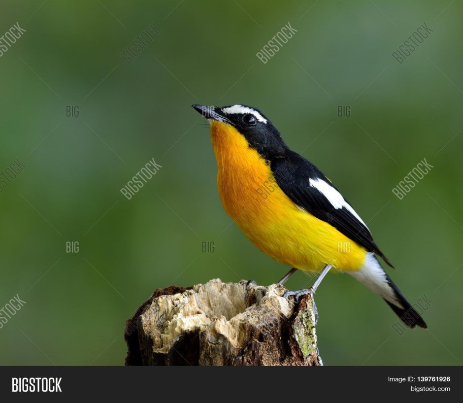 Птица черная с желтым пузом