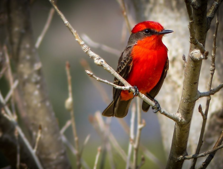 Красный Зяблик Кардинал