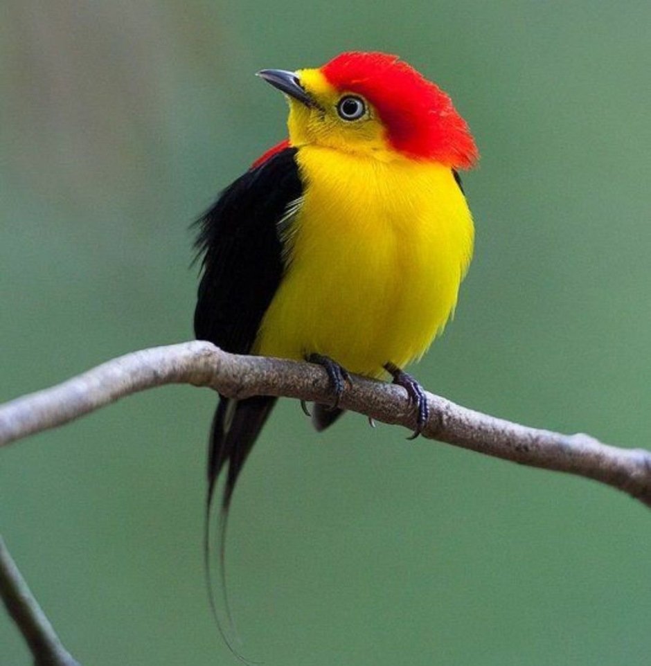 Желтая птичка с красной головой
