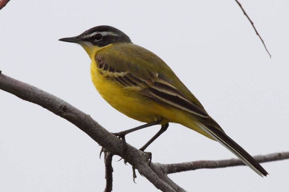 Жёлтая трясогузка в Ростовской области