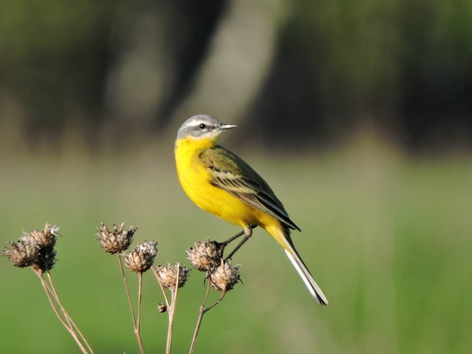 Зеленая трясогузка