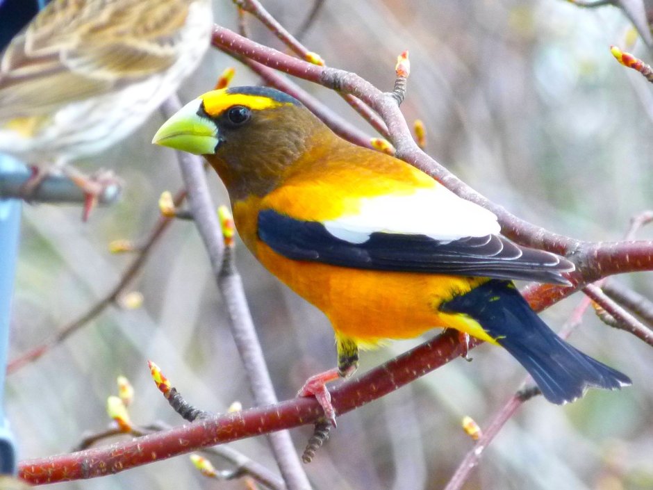 Птички с желтыми крылышками