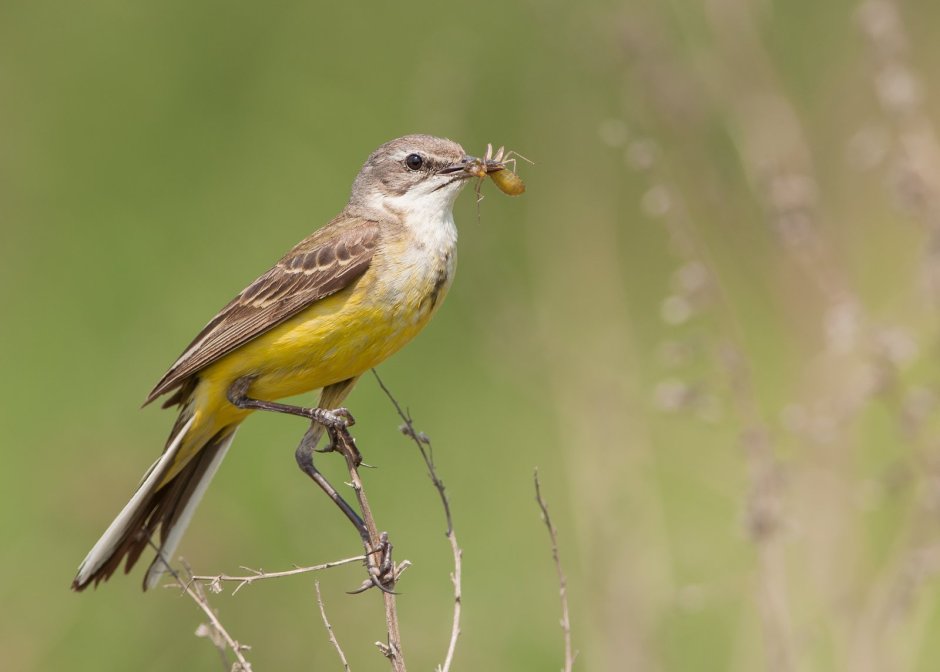 Серая птица с желтой грудкой