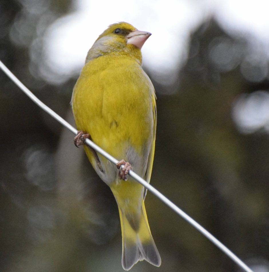 Carduelis Chloris