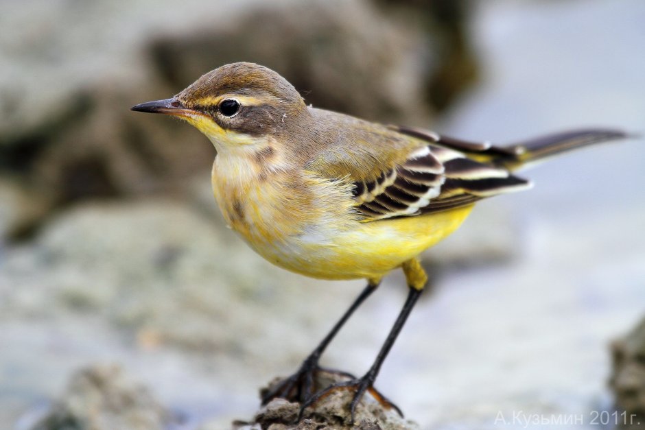 Желтогрудая трясогузка